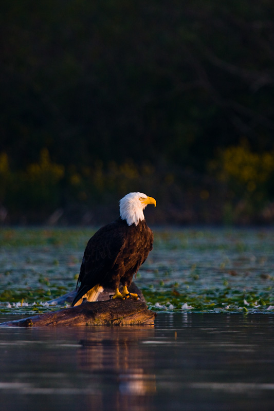 Bald Eagle